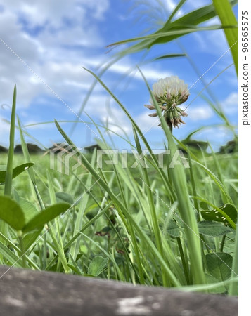 天空和三葉草 96565575