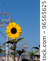 Sunflowers growing toward the midsummer sky 96565625