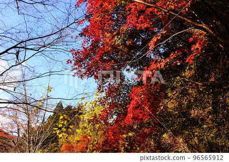 Clear autumn blue sky and red maple trees in Mitake Valley (1) 96565912