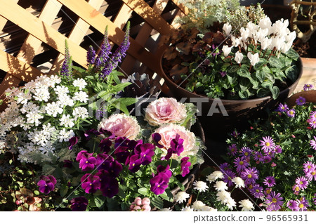 群栽花盆 96565931