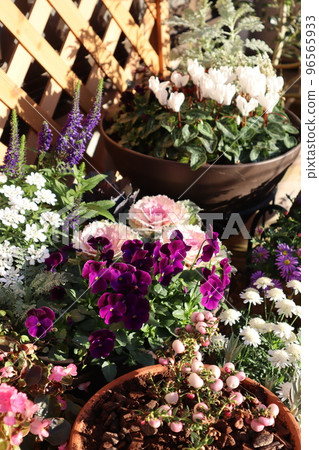 群栽花盆 96565933