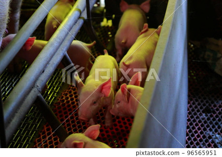 baby pig piglet baby pig piglet 96565951