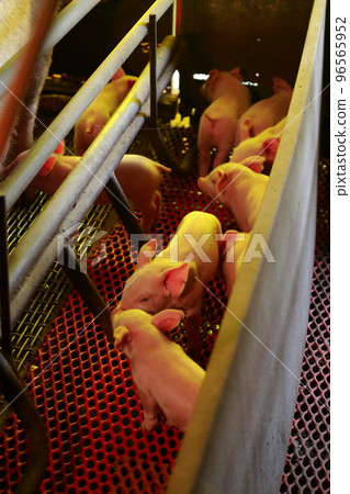 baby pig piglet baby pig piglet 96565952