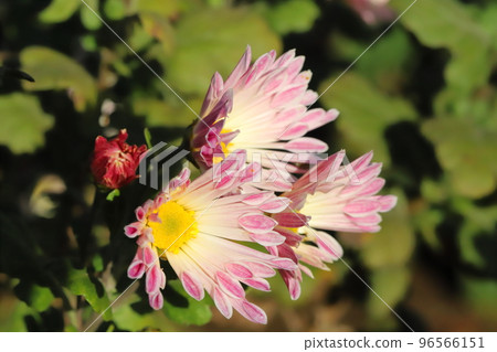 Light pink spray chrysanthemum flowers blooming in an autumn park in Japan 96566151