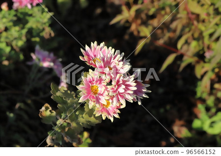 Light pink spray chrysanthemum flowers blooming in an autumn park in Japan 96566152
