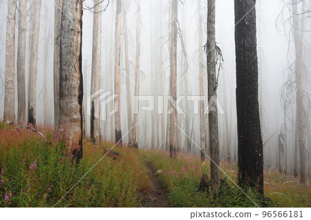 Washington's misty trail 96566181