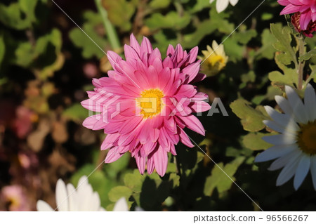 日本秋季公園盛開的粉紅色噴霧菊花 96566267