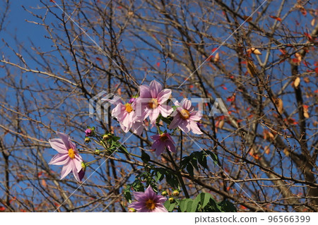 日本秋季公園盛開的粉色帝王大麗花 96566399