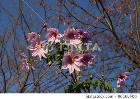 日本秋季公園盛開的粉色帝王大麗花 日本秋季公園盛開的粉色帝王大麗花 96566400