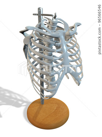 肋骨標本 肋骨標本 96566546