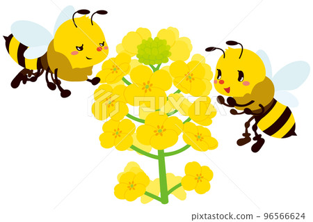 A cute honeybee who was invited by the rape blossoms and the scent 96566624