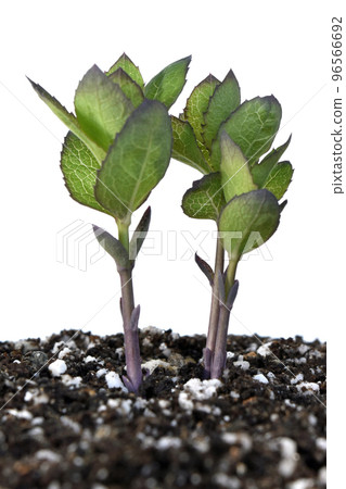 Bellflower buds, climate change (fix photography) 96566692