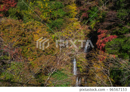 秋天的瀧壺澤瀑布丹澤 96567153