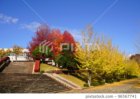Fukui Health Forest Autumn Leaves Fukui Health Forest Autumn Leaves 96567741