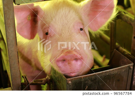Pigsty pig farm Pigsty pig farm 96567784