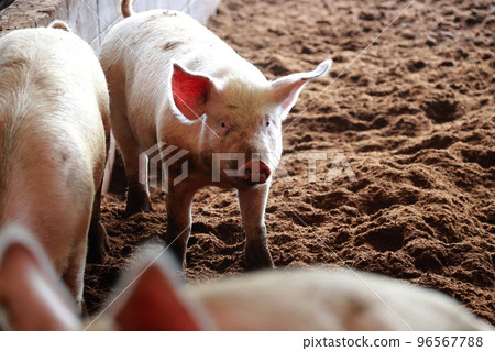 豬圈養豬場 96567788