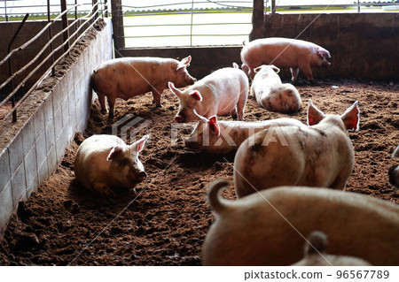 豬圈養豬場 96567789