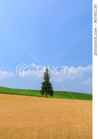 北海道_初夏的聖誕樹 96568130