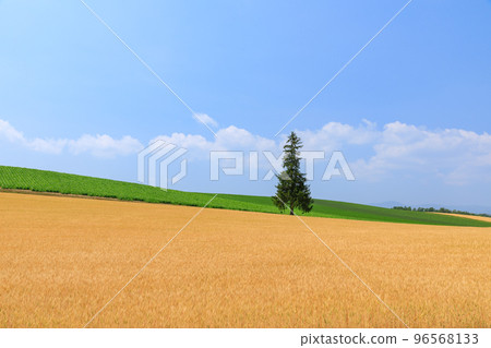Hokkaido _ Christmas tree in early summer 96568133