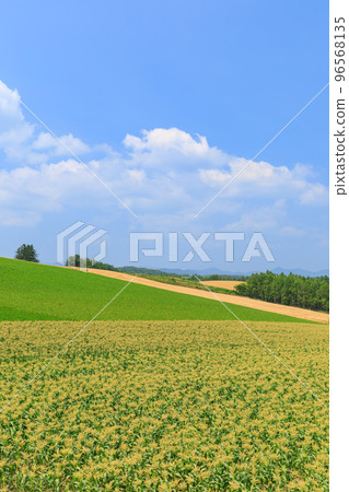 Hokkaido Biei _ Scenery of corn field Hokkaido Biei _ Scenery of corn field 96568135