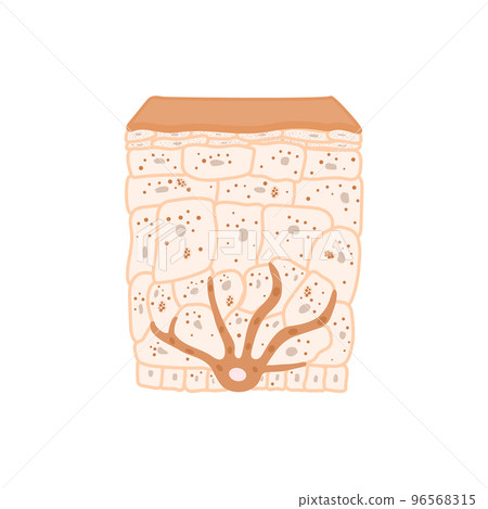 Olive skin tone pigmentation mechanism medical diagram Olive skin tone pigmentation mechanism medical diagram 96568315