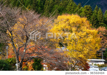 Yellow Leaves of Doshi Doshi Village in Autumn Yellow Leaves of Doshi Doshi Village in Autumn 96568484