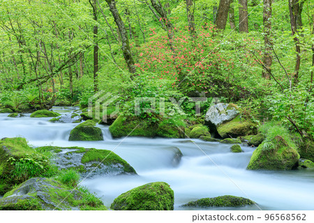 Aomori_Superb view of fresh green Oirase mountain stream 96568562