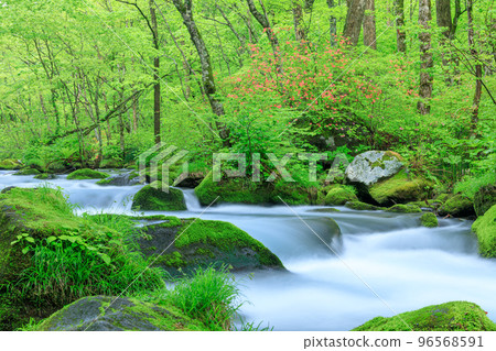 Aomori_Superb view of fresh green Oirase mountain stream 96568591