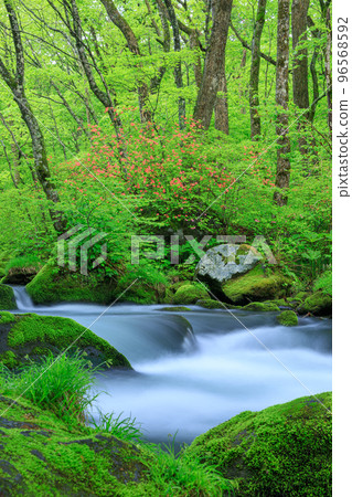 Aomori_Superb view of fresh green Oirase mountain stream 96568592