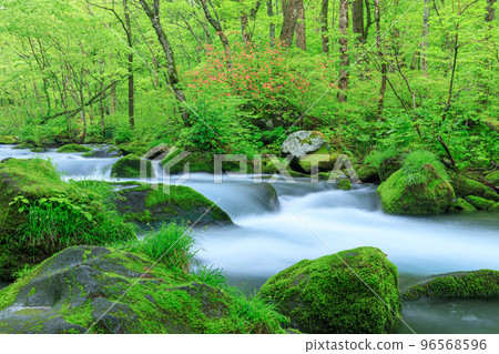 Aomori_Superb view of fresh green Oirase mountain stream Aomori_Superb view of fresh green Oirase mountain stream 96568596