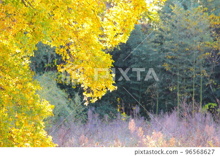trees in yellow 96568627