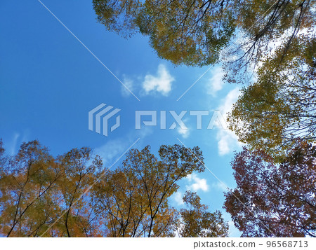 天空和秋葉與晴朗的天空 天空和秋葉與晴朗的天空 96568713