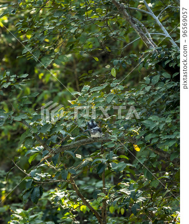 Crested kingfisher or Megaceryle lugubris large size bird perched on tree in natural green background at dhikala zone of jim corbett national park or forest uttarakhand india asia 96569057