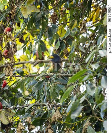 great barbet or Megalaima virens bird blend in environment or camouflaged in natural green background on a fruit tree at dhikala jim corbett national park uttarakhand india asia 96569064