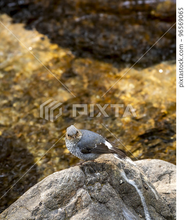 Plumbeous water redstart or Rhyacornis fuliginosa bird perched on rock near ramganga river stream at dhikala forest jim corbett national park uttarakhand india asia Plumbeous water redstart or Rhyacornis fuliginosa bird perched on rock near ramganga river stream at dhikala forest jim corbett national park uttarakhand india asia 96569065