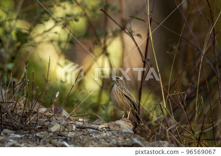 Upland pipit or Anthus sylvanus bird perched on rock in natural green background at foothills of himalaya uttarakhand india asia 96569067