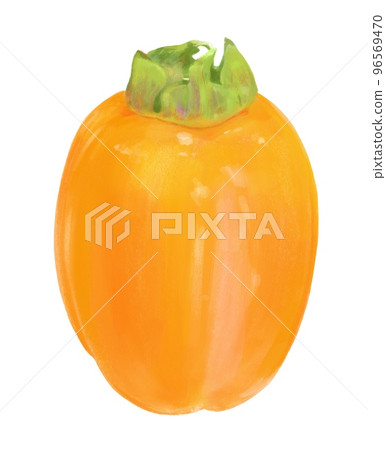 西條柿子插圖（手繪） 96569470