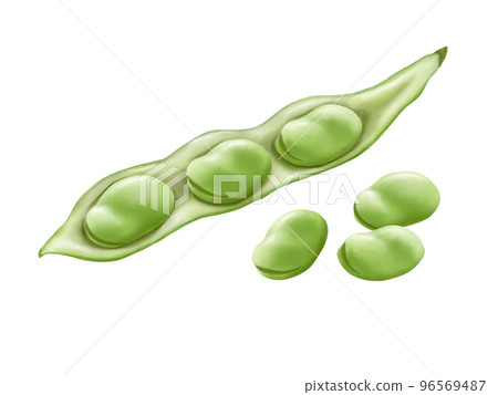Realistic watercolor illustration of broad beans (with and without pods) 96569487