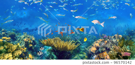 Colorful coral reef with many fishes and sea turtle. The people at snorkeling underwater tour at the Caribbean Sea at Honeymoon Beach on St. Thomas, USVI 96570142