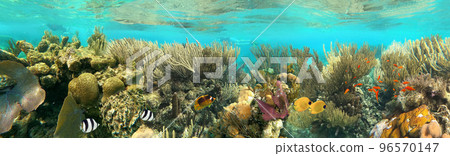 Colorful coral reef with many fishes and sea turtle. The people at snorkeling underwater tour at the Caribbean Sea at Honeymoon Beach on St. Thomas, USVI Colorful coral reef with many fishes and sea turtle. The people at snorkeling underwater tour at the Caribbean Sea at Honeymoon Beach on St. Thomas, USVI 96570147