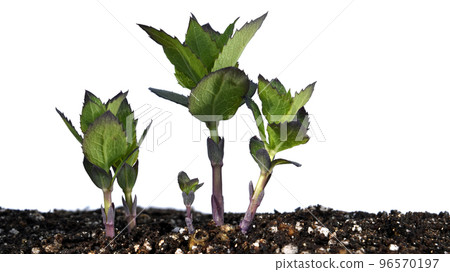 Bellflower buds, climate change (fix photography) 96570197