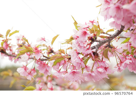 春天的雨天，河津櫻花盛開，開著美麗的粉紅色花朵。 96570764