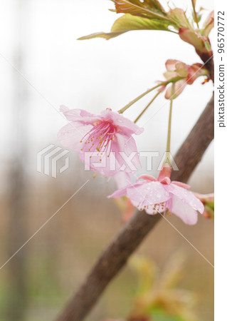 春天的雨天，河津櫻花盛開，開著美麗的粉紅色花朵。 96570772