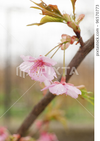 春天的雨天，河津櫻花盛開，開著美麗的粉紅色花朵。 96570773
