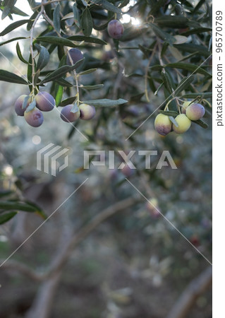 Olive oil trees full of olives in Turkey. Autumn harvest 96570789