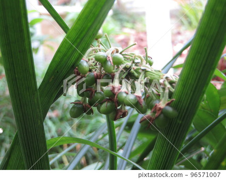 Nosilan fruit 96571007