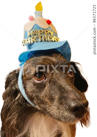 帶著生日蛋糕帽子的狗 96571725