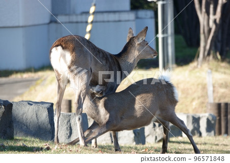 A mother Yezo deer breastfeeding a fawn in a park in Nukabira Onsen A mother Yezo deer breastfeeding a fawn in a park in Nukabira Onsen 96571848