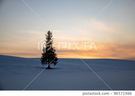 Pine trees standing in the snowy field at dusk Biei Town Pine trees standing in the snowy field at dusk Biei Town 96571986