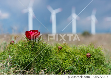 Wild peony is thin-leaved (Paeonia tenuifolia) against wind turbines background, in its natural environment. Bright decorative flower, popular in garden landscape design - selective focus. Wild peony is thin-leaved (Paeonia tenuifolia) against wind turbines background, in its natural environment. Bright decorative flower, popular in garden landscape design - selective focus. 96572093